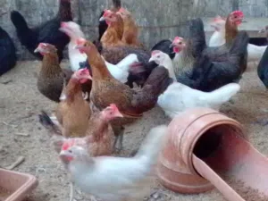 بيع دجاج وفري
