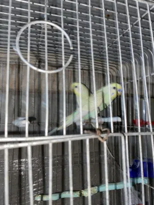 طيور حب للبيع