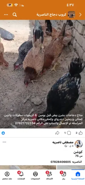 مطلوب سيت دجاجات عرب اصلي بس كون ناصريه مركز