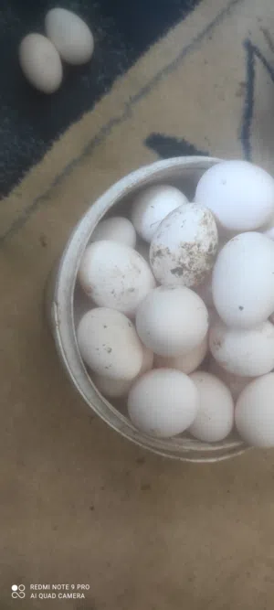 بيض بلدي نخب