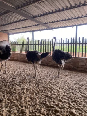 نعام. بصحة ممتازة