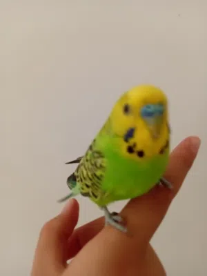 ببغاء بادجي لونه أخضر و اصفر