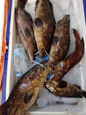 Meat4
