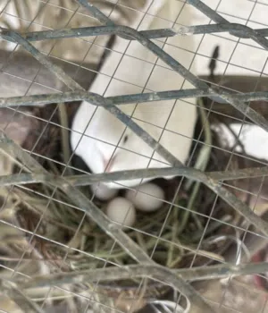 مطلوب مطلوب عينك ع الوصف  رقم تواصل ف الوصف
