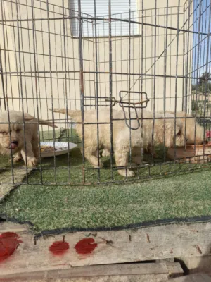 كلاب جولدن رتريفر