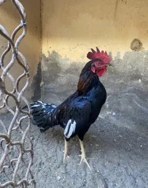 ديك باكستاني