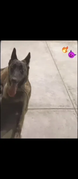 انتايه ملينوا العمر سنه 3شهور