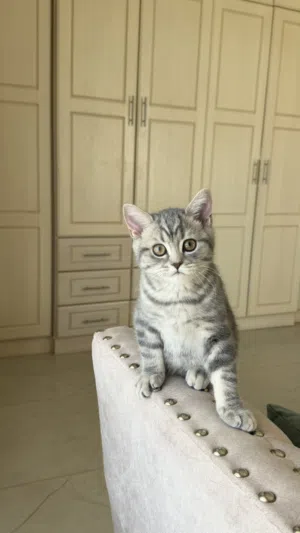 للبيع كتنز سكوتش ستريت