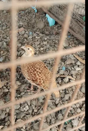 أنثى صفرد باكستاني
