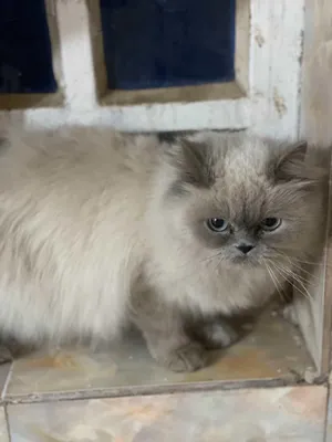 Himalayan3