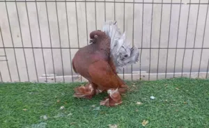 دكر روسي انديقو