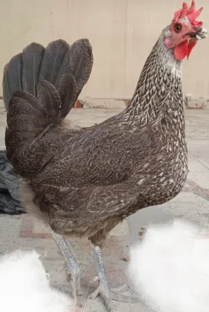 دجاجة سوداء منقط جميلة - A beautiful black speckled chicken