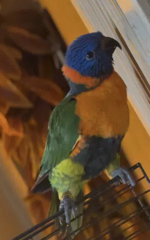 ببغاء لوري الريد كولرد عمر 3 اشهر مفطوم