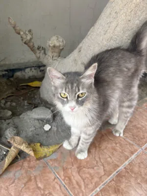 Sweet kitty looking for a forever home