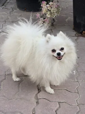 pomeranian male for MATING ONLY, NOT FOR SALE