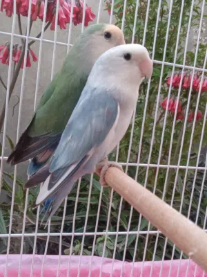 كوبية بركديلو