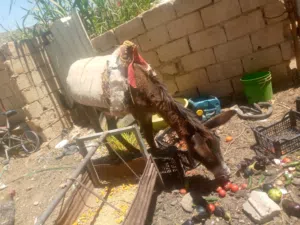 حمار طواشا عاقل