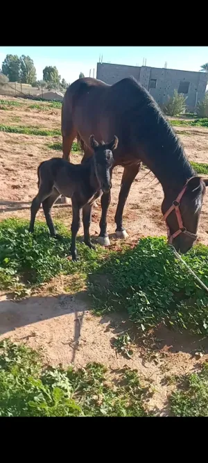 السلام عليكم ..... بسم الله ماشاء الله.. فرس والده للبيع