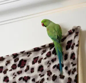 بغبغاء الدره اليف