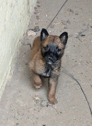 Femelle Malinois