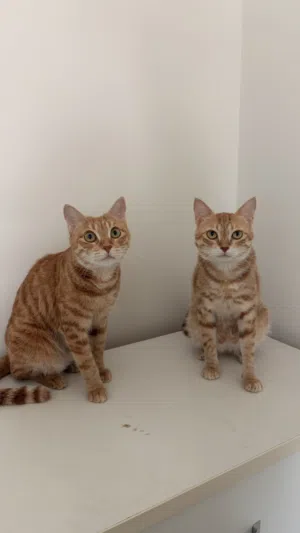 Free adoption