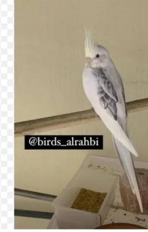 اريد كوكتيل كريمي فيس هيفي بايد