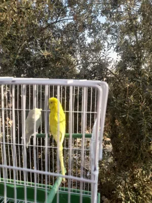 حب ذكر وانثى وفرخ عمرو شهر ونص كوكتيل ذكر وانثى جاهزين للبيع