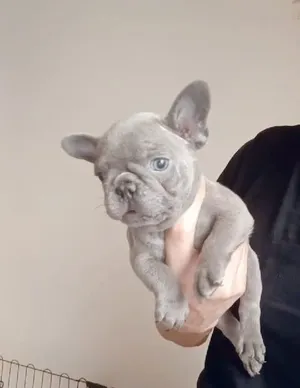 Bulldog4