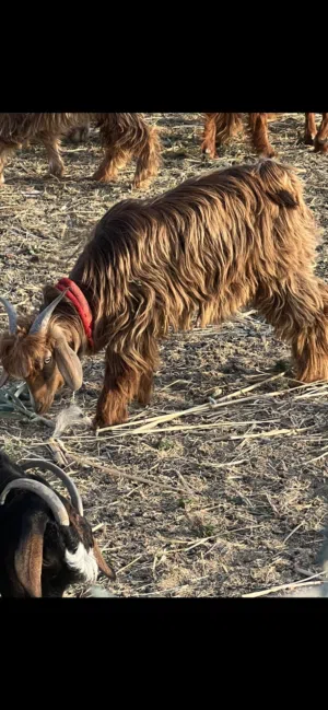 بسم الله تبارك الله للبيع الي يبحث عن الزين