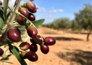 متوفر زيت عصره ألسنه جديده