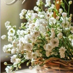 من دورا  bella 