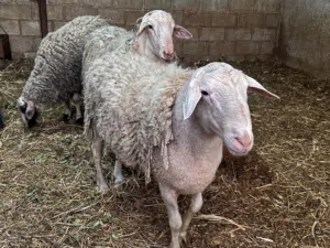 ماشاء الله فحول عساف