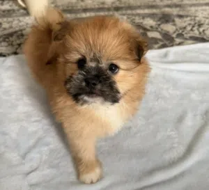 ذكر(Pomeranian)  العمر 56 يوم  السعر 170