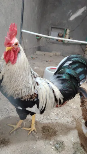 مخاليف دندراوي هذا ابوهن مو للبيع