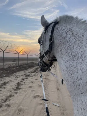 خيل للأجار