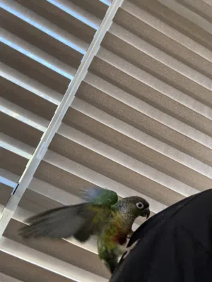 ببغاء الكنيور اخضر الخد(green cheek conure)
