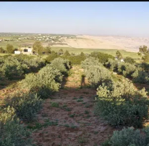 Farm Land for Sale in Madaba Thiban