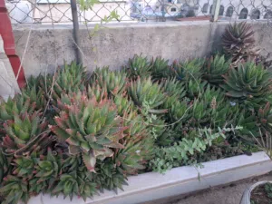 صباريات وعصاريات للبيع