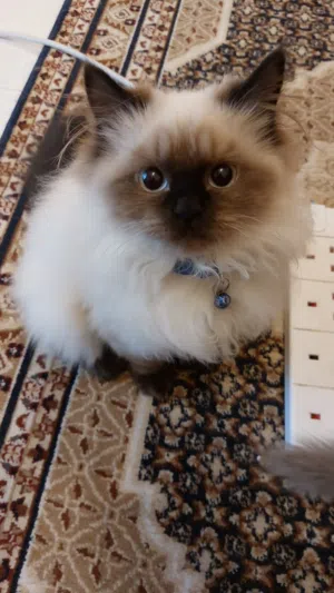 Himalayan 4 months kitten