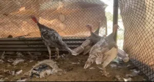 رومي الوان مميزة