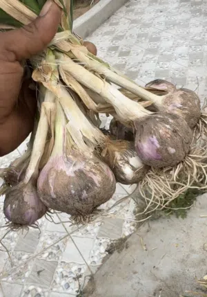 ثوم عماني جبلي صحي