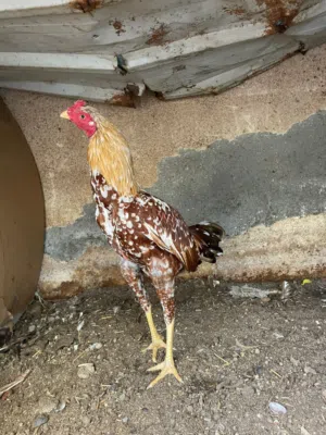 للبيع طير تايلندي