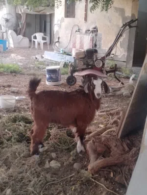 Omani goat sale