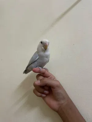 روز للبيع الوصف مهم