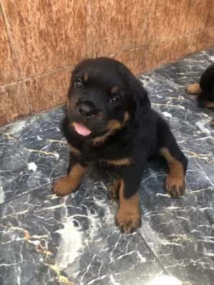 جرو للبيع بالمحمدية المغرب