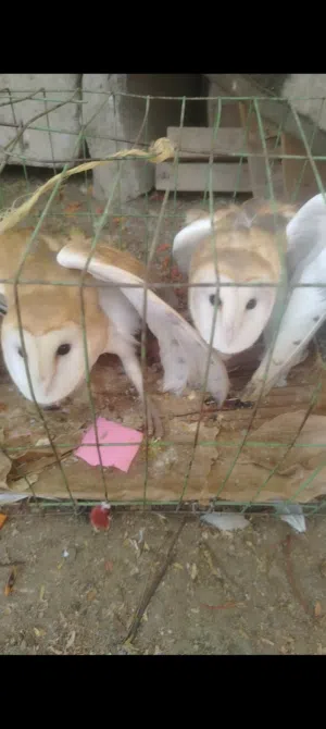 جوز بوم للبيع دكر ونتايه