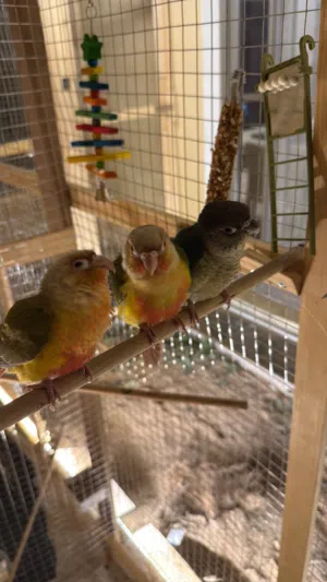 ببغاء كنيور