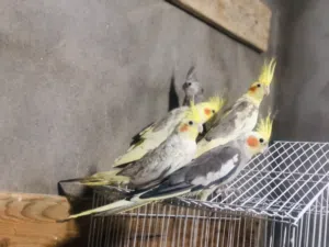 خمسه نتايات كوكتيل درجه اوله