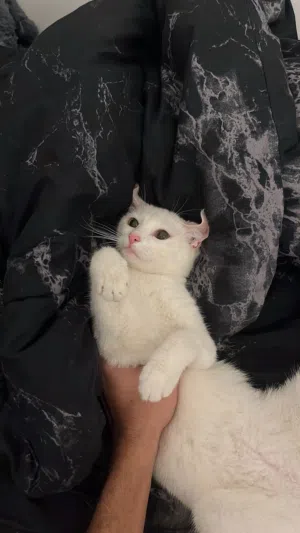قطه للبيع نوع شيرازيه