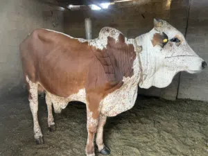 ثور للبيع عمر 3 سنوات